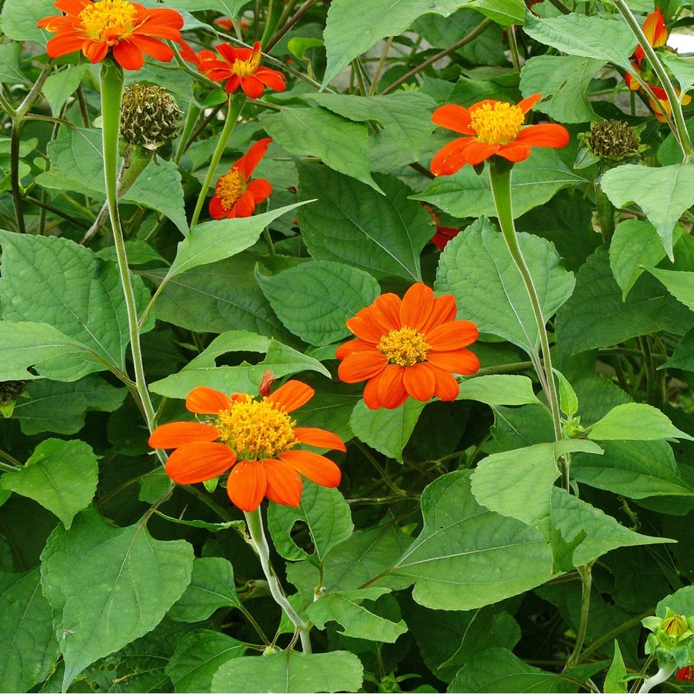 Mexican sunflower seeds